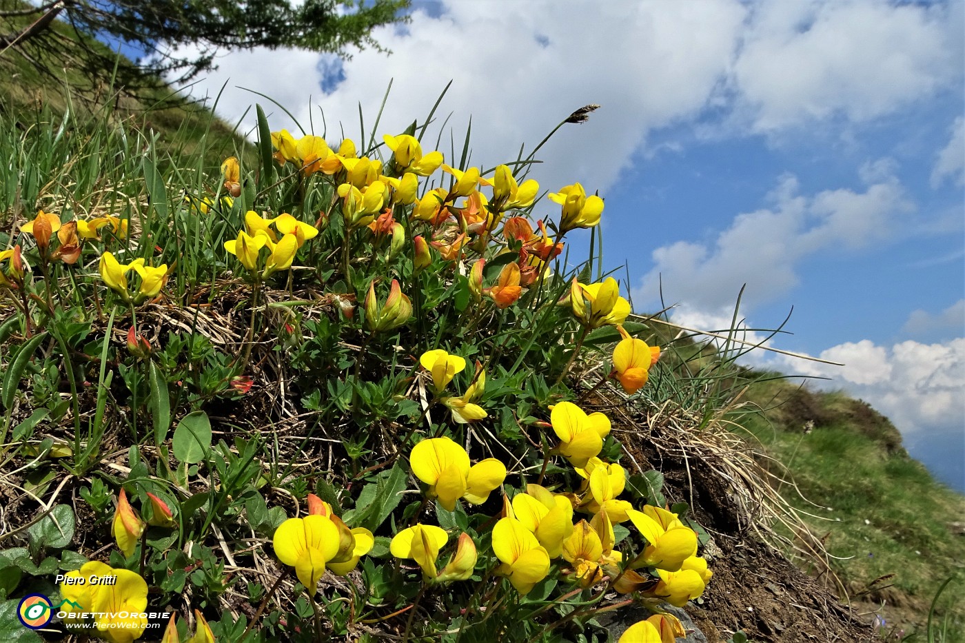 87 Ginestrino comune (Lotus corniculatus).JPG